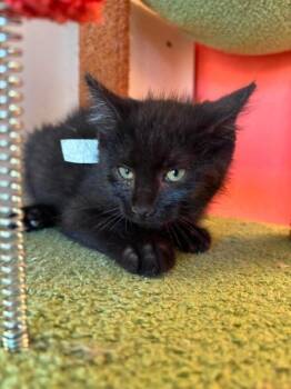 Freddy Krueger -  Domestic Short Hair Cat for Adoption in Scottsbluff, Nebraska - Freddy Krueger | PetCurious