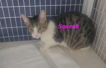 Domestic Short Hair Cats Available for Adoption - Squeak | PetCurious