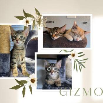 Gizmo -  Domestic Short Hair Cat for Adoption in Orangevale, California - Gizmo | PetCurious