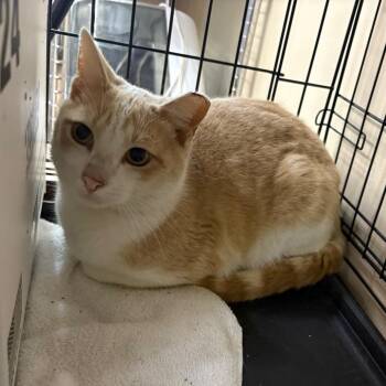 Domestic Short Hair Cats Available for Adoption in Valdosta, Georgia - Lenny Kravitz | PetCurious