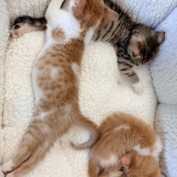 Domestic Short Hair Cats Available for Adoption in Tustin, California - Luna | PetCurious