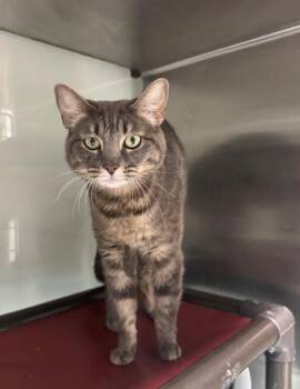 Linalool -  Domestic Short Hair Cat for Adoption in Fort Lupton, Colorado - Linalool | PetCurious