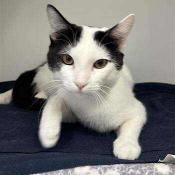 Oreo -  Domestic Short Hair Cat for Adoption in Long Beach, California - Oreo | PetCurious