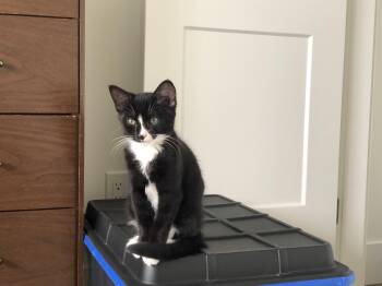 Scuttle -  Domestic Short Hair Cat for Adoption in Courtenay, British Columbia - Scuttle | PetCurious