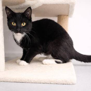 Domestic Short Hair Cats Available for Adoption in Hopkinton, Massachusetts - Pollen | PetCurious