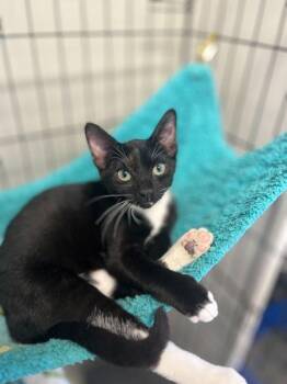 Rescue Domestic Short Hair Cats for Adoption in Baton Rouge, Louisiana - Blossom | PetCurious