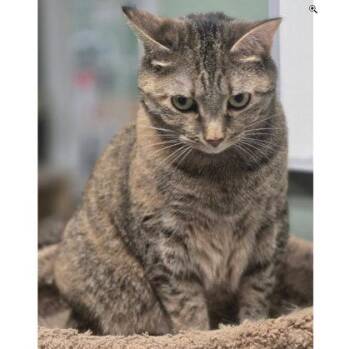 Mia -  Domestic Short Hair Cat for Adoption in Hudson, Massachusetts - Mia | PetCurious