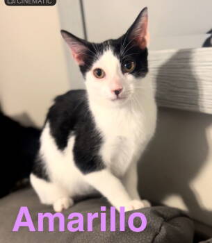 Rescue Domestic Short Hair Cats for Adoption in Dickinson, Texas - Amarillo | PetCurious