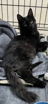 Rescue Domestic Short Hair Cats for Adoption in Denver, Colorado - Harris | PetCurious