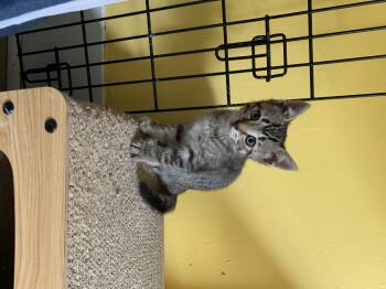 Moose Tracks -  Domestic Short Hair Cat for Adoption in Zephyr, Ontario - Moose Tracks | PetCurious