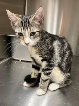 Liam -  Domestic Short Hair Cat for Adoption in Lunenburg, Massachusetts - Liam | PetCurious