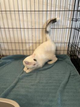 Shailynn -  Domestic Short Hair Cat for Adoption in Trenton, New Jersey - Shailynn | PetCurious