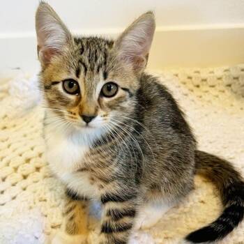 Crouton -  Domestic Short Hair Cat for Adoption in Orangevale, California - Crouton | PetCurious
