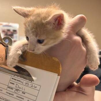 Dali -  Domestic Short Hair Cat for Adoption in Tempe, Arizona - Dali | PetCurious