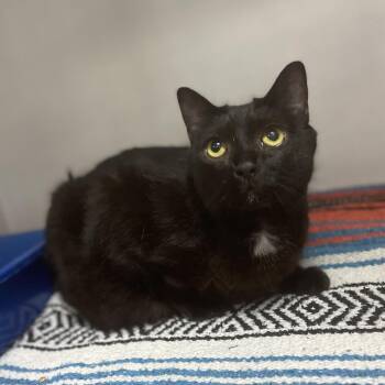 Noogie -  Domestic Short Hair Cat for Adoption in Columbia, South Carolina - Noogie | PetCurious