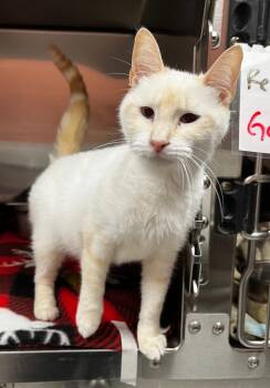 Domestic Short Hair Cats Available for Adoption in Logan, Utah - Snowball | PetCurious