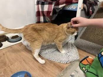 Hydrogen -  Domestic Short Hair Cat for Adoption in Fruit Heights, Utah - Hydrogen | PetCurious