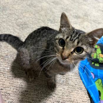 Duchess -  Domestic Short Hair and American Shorthair Cat for Adoption in Columbia, Missouri - Duchess | PetCurious