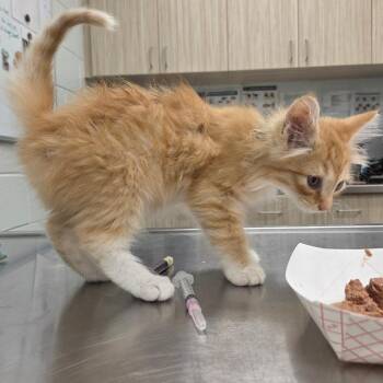 Michael -  Domestic Medium Hair Cat for Adoption in Chattanooga, Tennessee - Michael | PetCurious