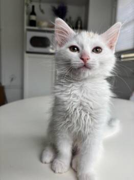 Domestic Medium Hair Cats Available for Adoption in Oceanside, California - Paws | PetCurious