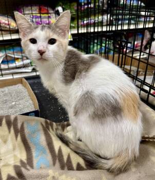 Dilute Calico Cats Available for Adoption - Peach  | PetCurious