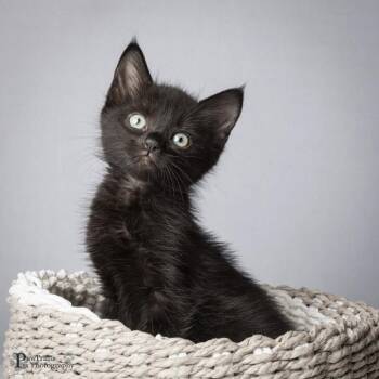 Willa -  Domestic Short Hair Cat for Adoption in Maryville, Tennessee - Willa | PetCurious