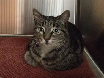 Domestic Short Hair Cats Available for Adoption in Martinez, California - CHESTER | PetCurious