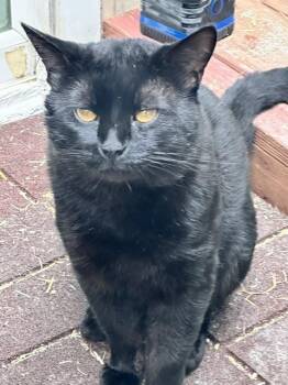 Quincy -  Bombay Cat for Adoption in Bowie, Maryland - Quincy | PetCurious