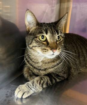 Daisy -  Domestic Short Hair Cat for Adoption in Little Rock, Arkansas - Daisy | PetCurious