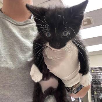 Curry 26-09-155 -  Domestic Short Hair Cat for Adoption in Bastrop, Texas - Curry 26-09-155 | PetCurious