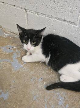 Lacy -  Domestic Short Hair Cat for Adoption in Ontario, California - Lacy | PetCurious