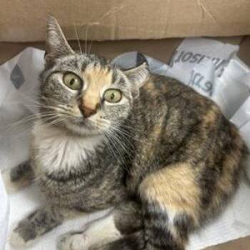 Walmart -  American Shorthair Cat Available for Adoption in Chattanooga, Tennessee - Walmart | PetCurious