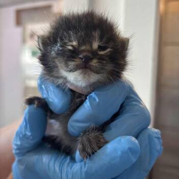 Tobey Maguire -  Domestic Short Hair Cat for Adoption in Glenwood, Minnesota - Tobey Maguire | PetCurious
