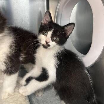 Jiminey Cricket -  Domestic Short Hair Cat for Adoption in Los Angeles, California - Jiminey Cricket | PetCurious