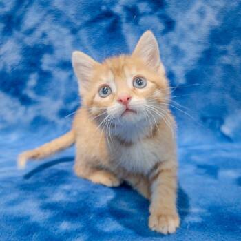 Reggie -  Domestic Short Hair Cat for Adoption in Overland Park, Kansas - Reggie | PetCurious
