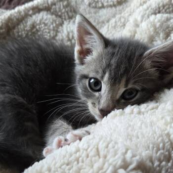 Sweet Corn -  Domestic Short Hair Cat for Adoption in Baltimore, Maryland - Sweet Corn | PetCurious