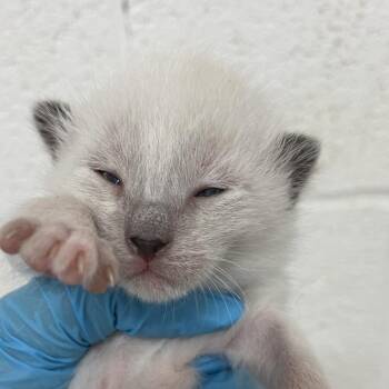kitty 3 -  Domestic Short Hair Cat for Adoption in Edinburg, Texas - Kitty 3 | PetCurious