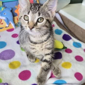 Eggo (All Night Diner Litter) -  Domestic Short Hair Cat for Adoption in Baltimore, Maryland - Eggo (All Night Diner Litter) | PetCurious