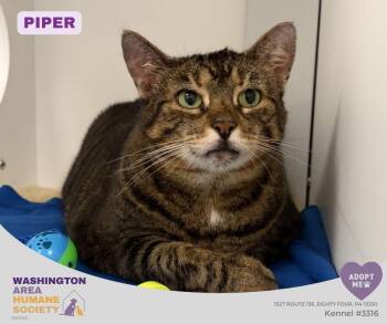 Piper -  Domestic Short Hair Cat for Adoption in Eighty Four, Pennsylvania - Piper | PetCurious