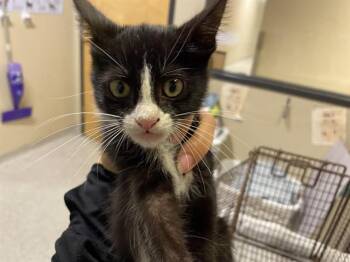 A614146 -  Domestic Medium Hair Cat for Adoption in Modesto, California - A614146 | PetCurious