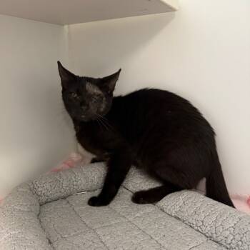 Rescue Domestic Short Hair Cats for Adoption in Port Richey, Florida - Mimi | PetCurious