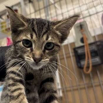 Shay -  Domestic Short Hair Cat for Adoption in New York, New York - Shay | PetCurious