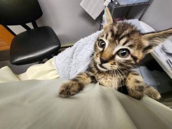ETHAN -  Domestic Short Hair Cat for Adoption in Kent, Washington - ETHAN | PetCurious