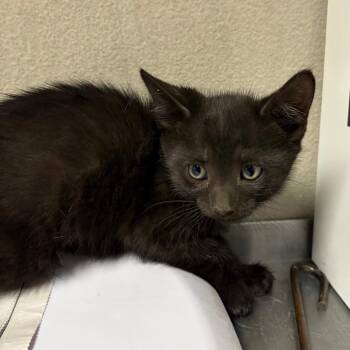 Blake -  Domestic Short Hair Cat for Adoption in Yuma, Arizona - Blake | PetCurious