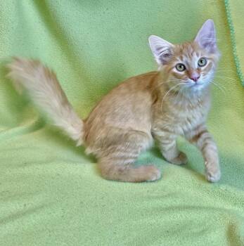 Rooney -  Domestic Long Hair Cat for Adoption in Jamestown, California - Rooney | PetCurious