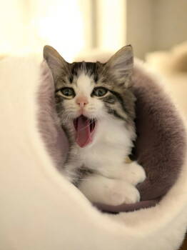 Rescue Domestic Long Hair Cats for Adoption in Champaign, Illinois - Orion | PetCurious