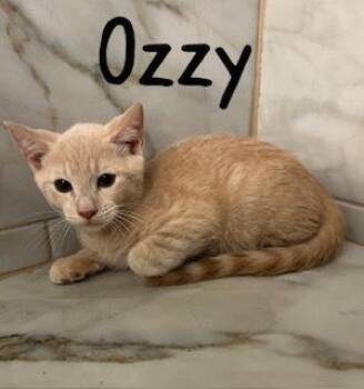 Ozzy -  Domestic Short Hair and Tabby Cat for Adoption in Ruskin, Florida - Ozzy | PetCurious