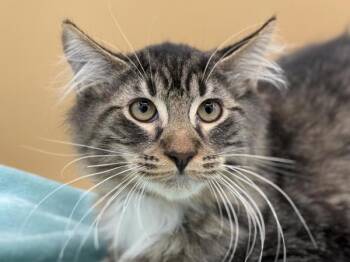 Mister -  Domestic Long Hair Cat for Adoption in Portland, Oregon - Mister | PetCurious