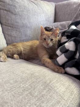 Domestic Medium Hair Cats Available for Adoption in Davis, California - Kapow | PetCurious