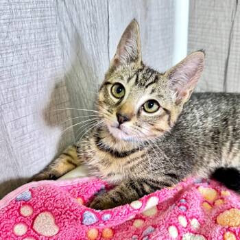 Taco -  Domestic Short Hair Cat for Adoption in Franklin, North Carolina - Taco | PetCurious